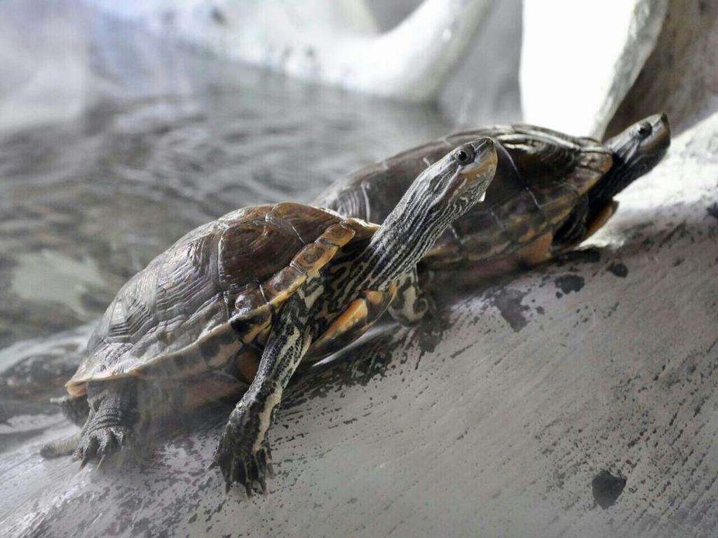 Aquarium Hotel Riyad Dış mekan fotoğraf