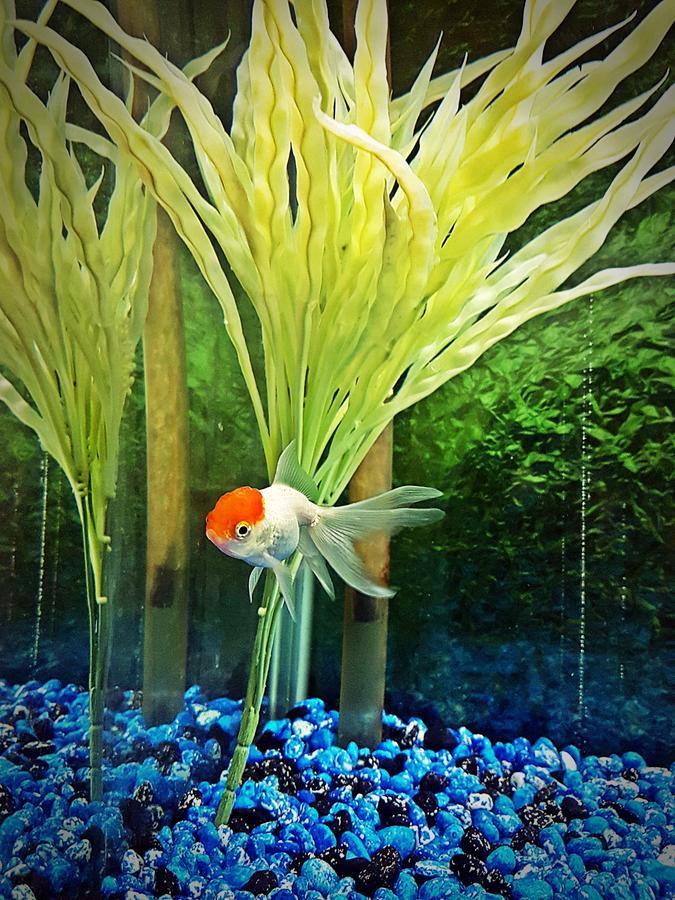 Aquarium Hotel Riyad Dış mekan fotoğraf